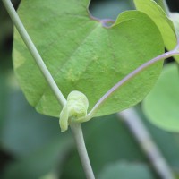 Aristolochia ringens Vahl